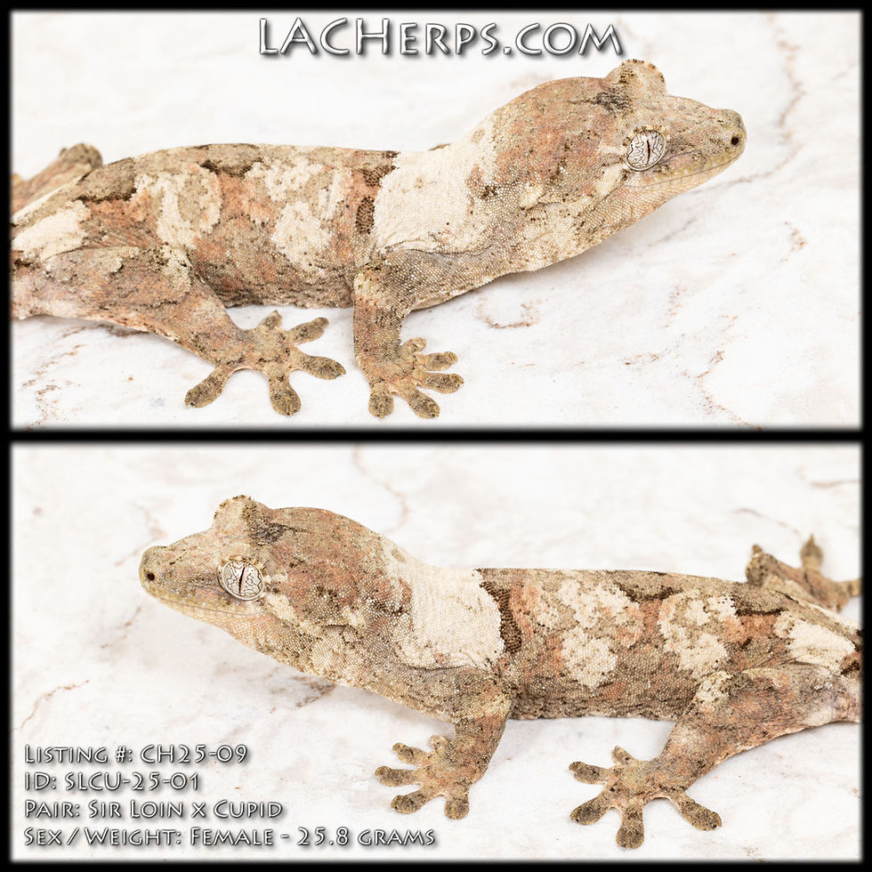 Thumbnail: CH25-09 - Sir Loin x Cupid - Female