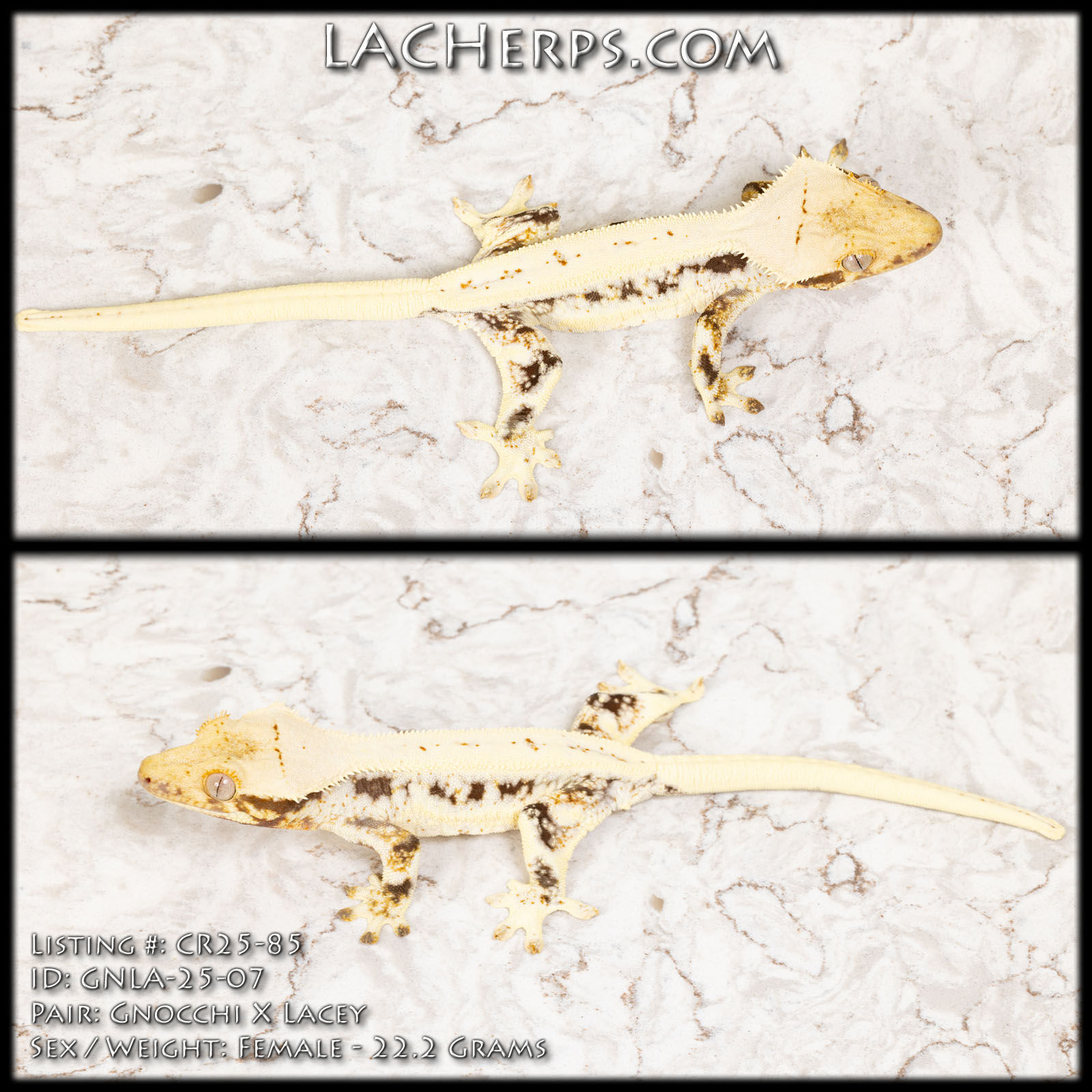CR25-85 - Gnocchi x Lacey - Female