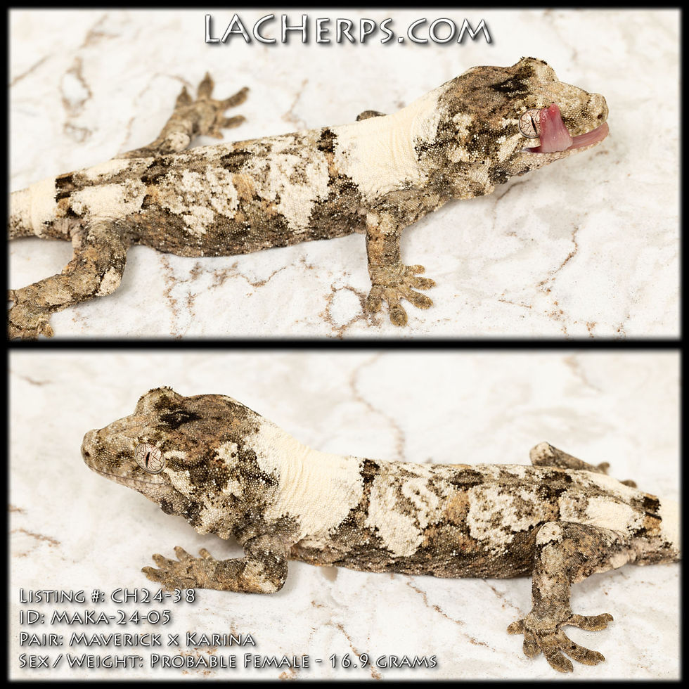 Thumbnail: CH24-38 - Maverick x Karina - Female