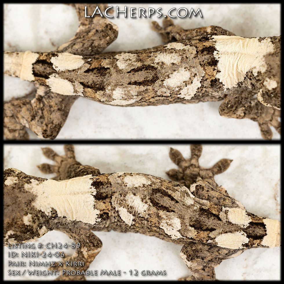 Thumbnail: CH24-89 - Nimhz x Kirri - Male