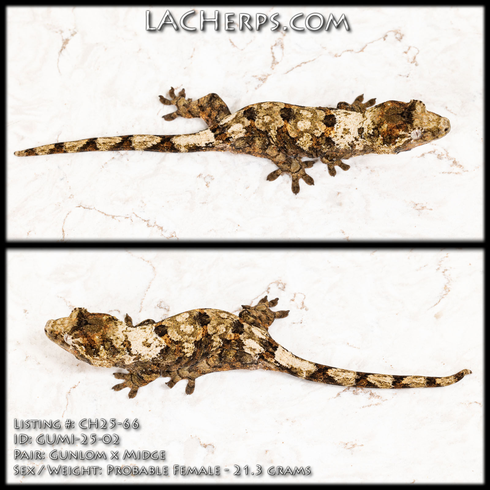 CH25-66 - Gunlom x Midge - Probable Female