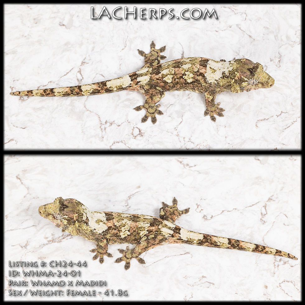 Thumbnail: CH24-44 - Wham-O x Madidi - Female