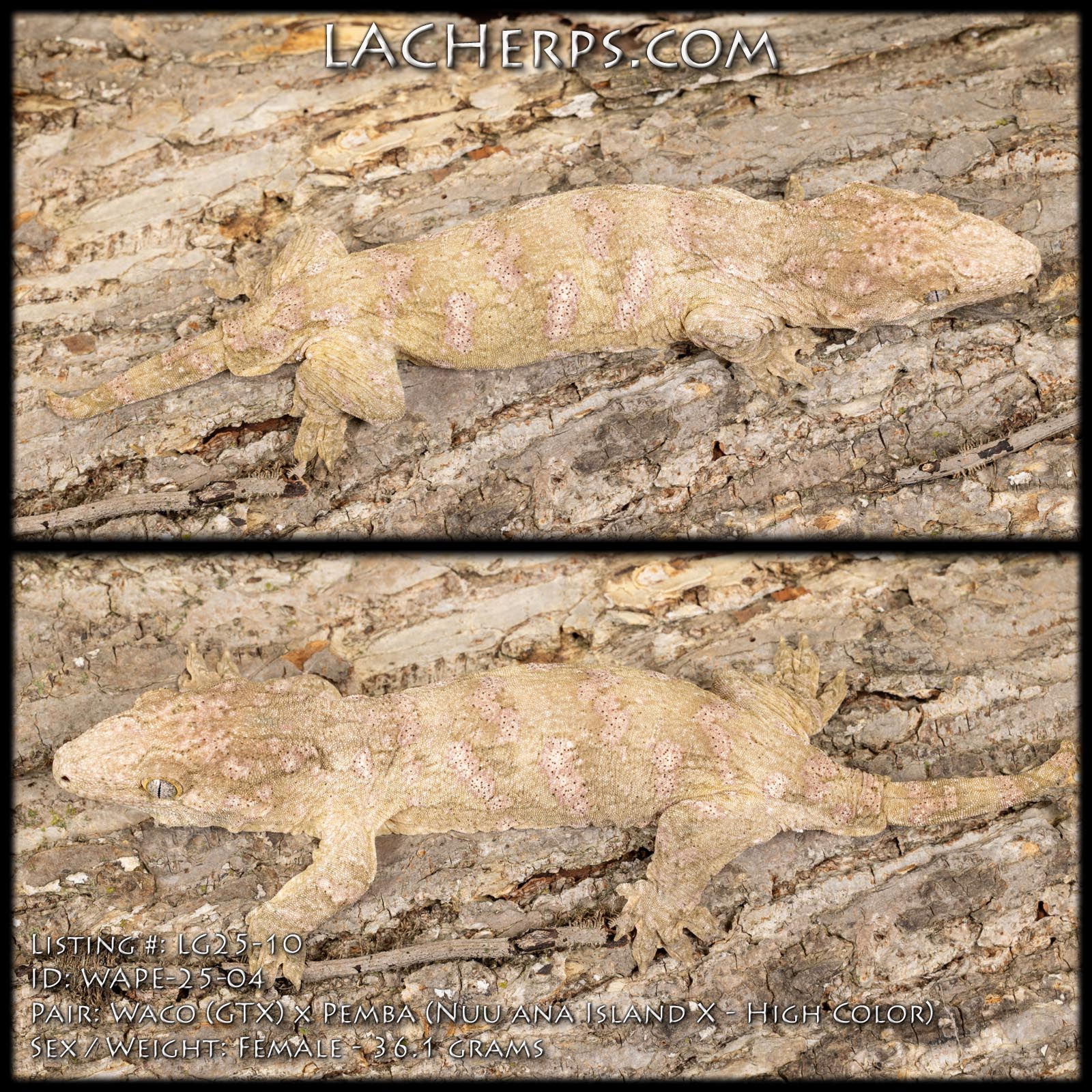 LG25-10 - Waco x Pemba  - Female
