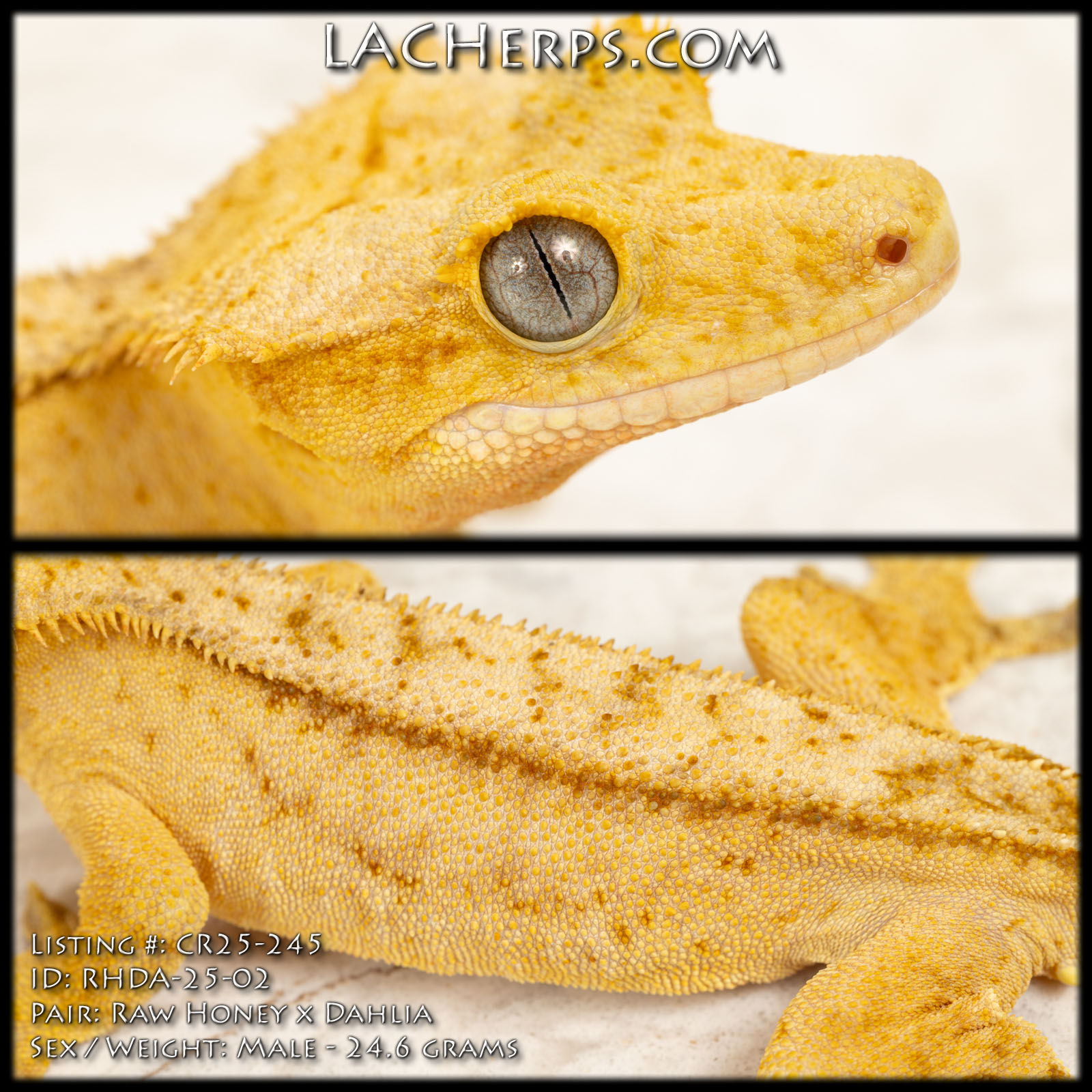 CR25-245 - Raw Honey x Dahlia - Male