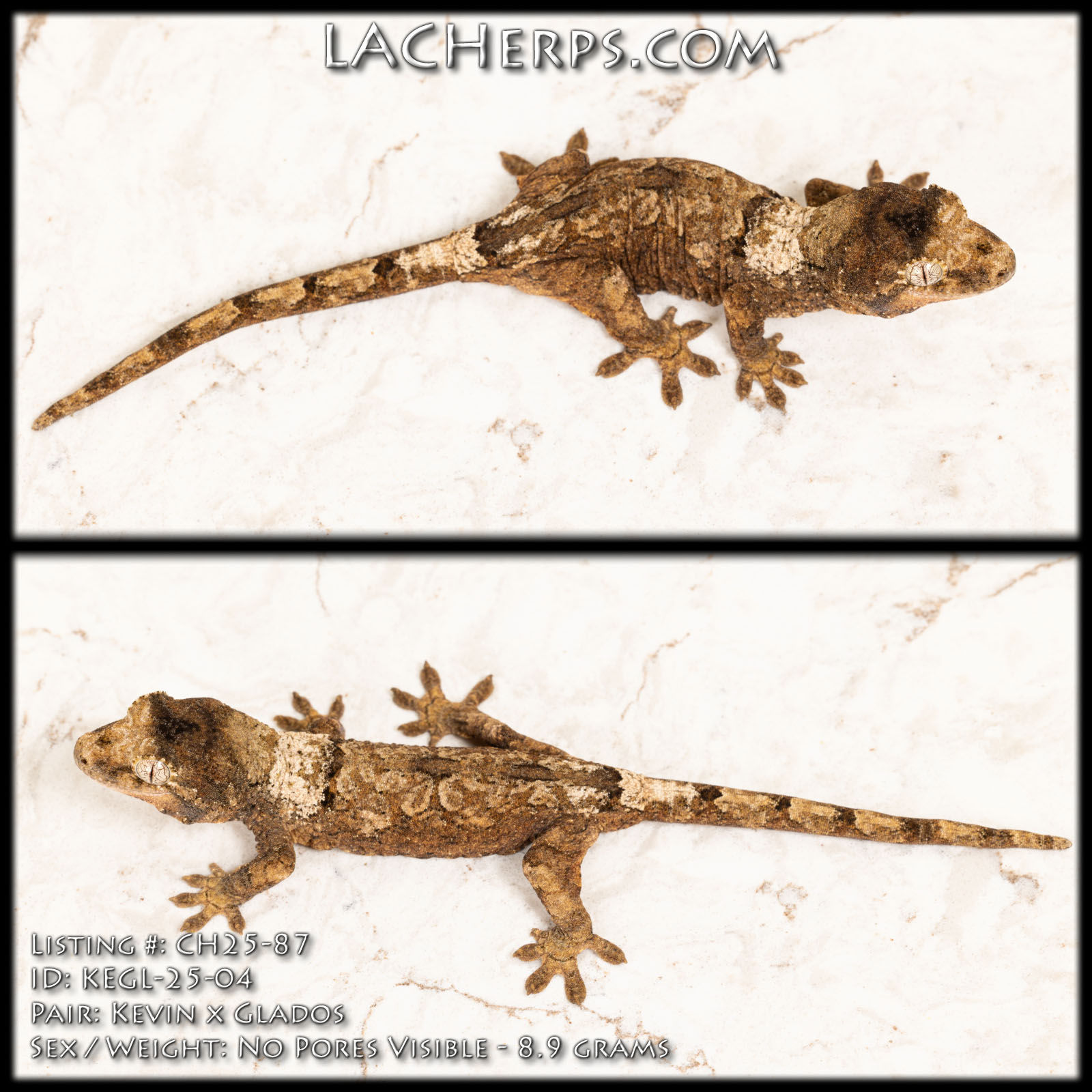 CH25-87 - Kevin x Glados - No Pores Visible