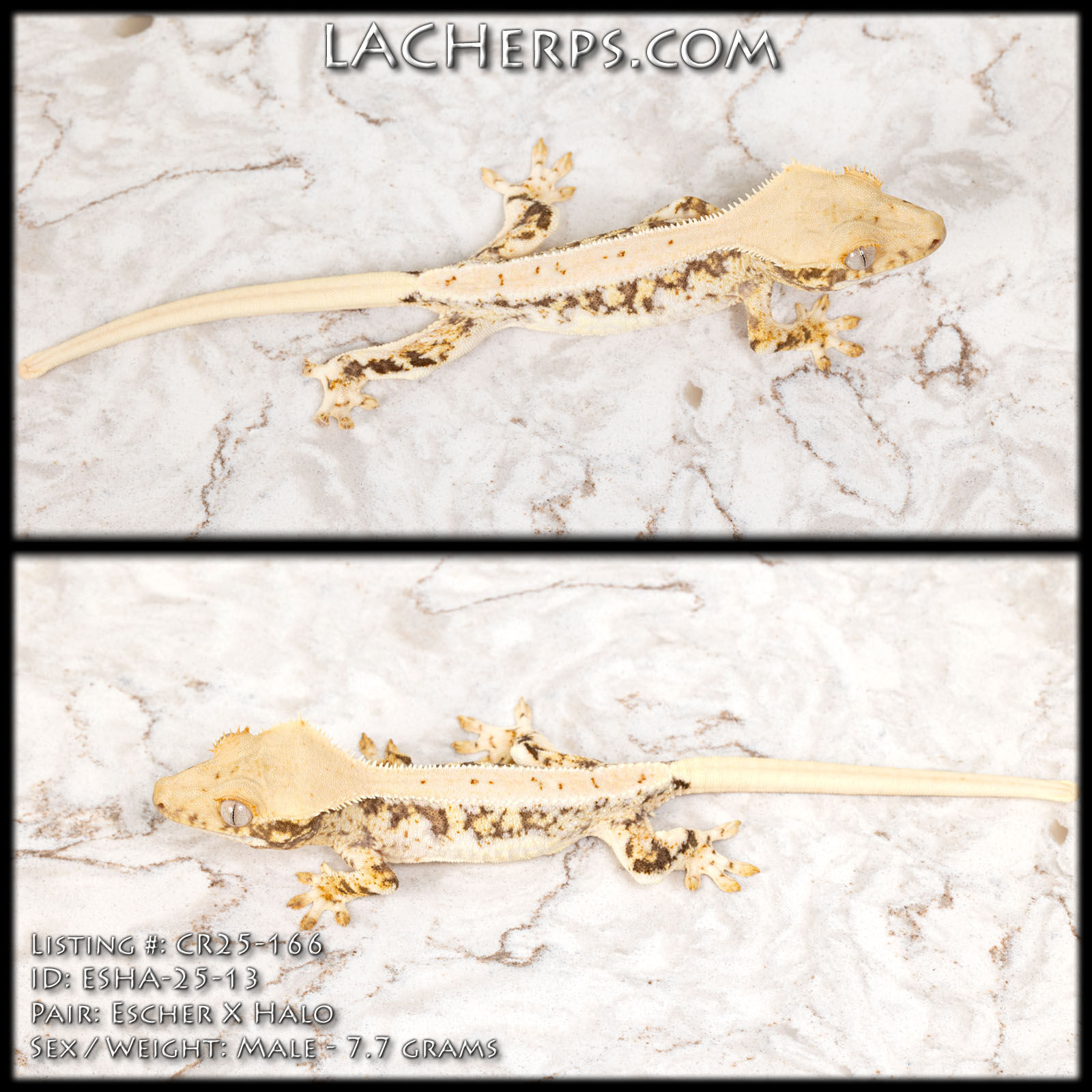 CR25-166 - Escher x Halo - Male