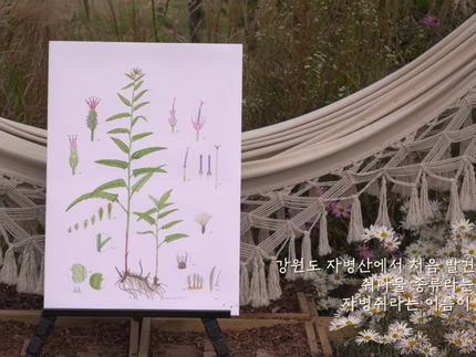 희귀특산 국화과 세밀화 온라인 전시