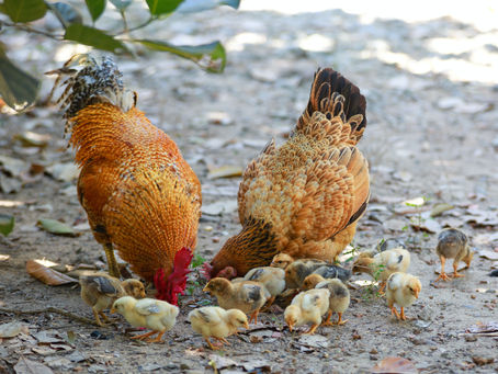 Embracing Sustainability: My First Step into Raising Backyard Chickens and Building a Community
