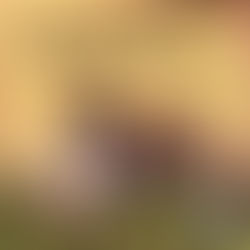 ALBUM REVIEW - BOBO - Brand New