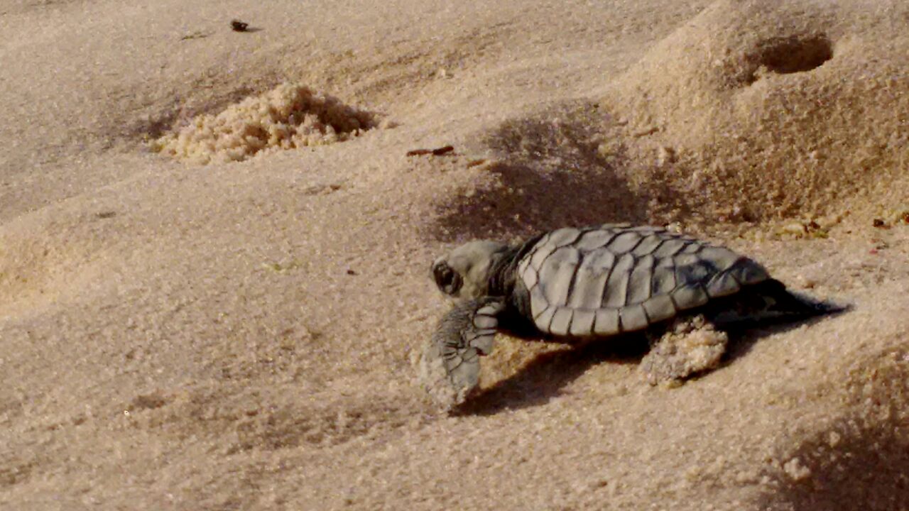 2015_tartaruguinhas_sauípe_(1)