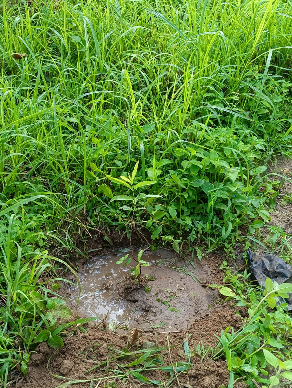 "Afforestation Project - 150 Sandalwood Plants - (2024-2025) -Reviving the Green: Sponsored by IQOR India Services Private Limited"