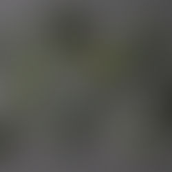 弥生便〈３月第４週目着〉の枝もの