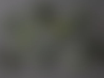 弥生便〈3月第4週目着〉の枝もの