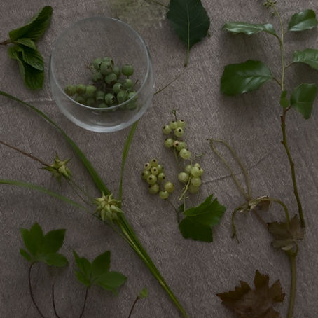 今月の枝もの〈６月第２週お届け〉