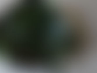 今月の枝もの〈１１月第４週お届け〉