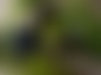 今月の枝もの〈８月第２週お届け〉