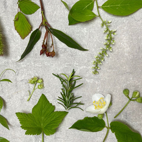 今月の枝もの〈５月第２週お届け〉