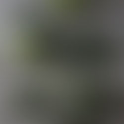 今月の枝もの〈6月第4週お届け〉