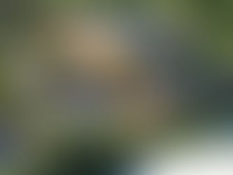 10 Eco-Friendly Villas That Redefine Sustainable Living In India