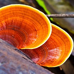 Reishi Mushrooms_edited.jpg