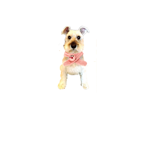 犬服 犬 かわいい 通販 Mon Chien 犬服 犬 かわいい 通販 Mon Chien