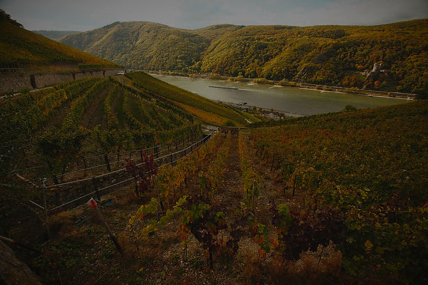Rheingau-Gallery-1_edited.jpg