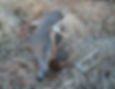 Large mule deer buck from South Dakota tribal land rifle hunt