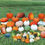 Thumbnail: Pumpkin Package #5