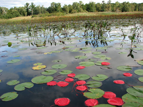 red lily pads in the lagoon.jpg