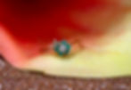 Flower-shaped emerald ring with a diamond in the center