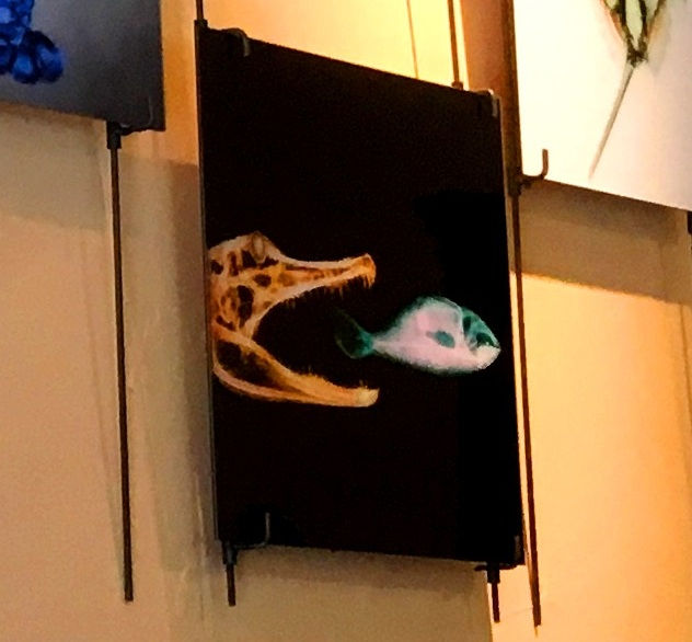 Thumbnail: XRay Pictographs of Marine Life