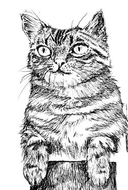 ねこ