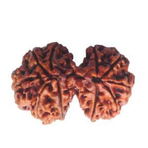 Thumbnail: Rudraksha.