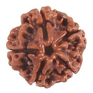 Thumbnail: Rudraksha.