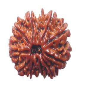 Thumbnail: Rudraksha.