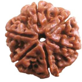 Thumbnail: Rudraksha.