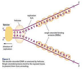 Get Dna Replication Bioinanutshell HD Wallpaper Dna Replication Bioinanutshell For iPhone