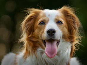 national dog day 2025 - what to do with my dog on national dog day