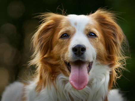 national dog day 2025 - what to do with my dog on national dog day