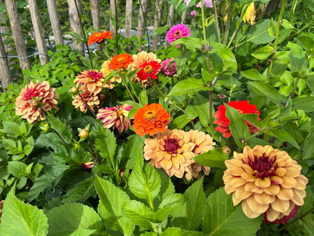 Sommerblomster
