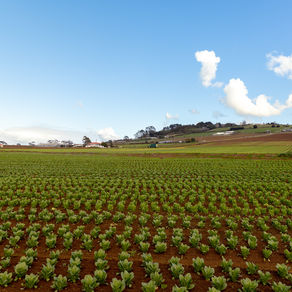 Pukekohe Roundup