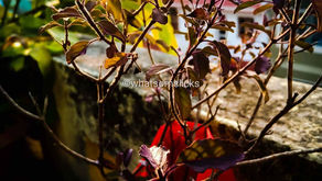 ସୁନେଲି କାକର ଓ ଶୁଭ୍ର ପ୍ରଭାତ