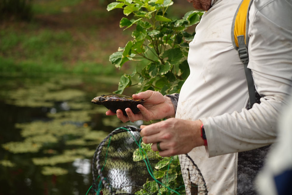 Professor Jordan Donini, FSW, collecting a turtle for a research study