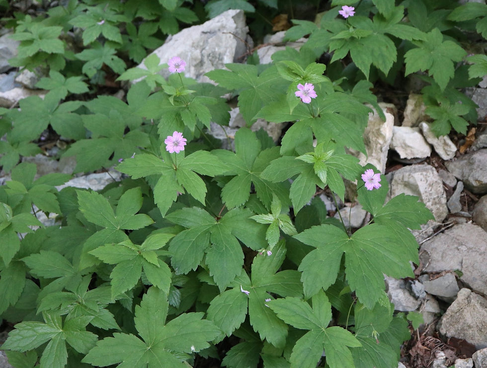 Geranium nodosum