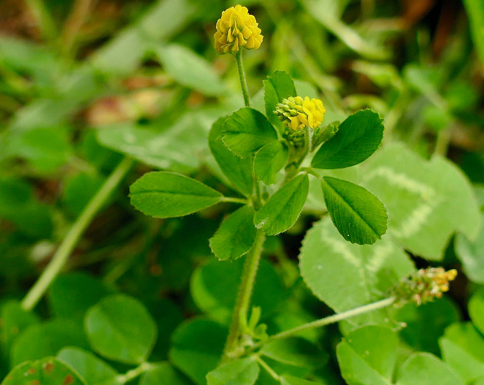 Medicago lupulina