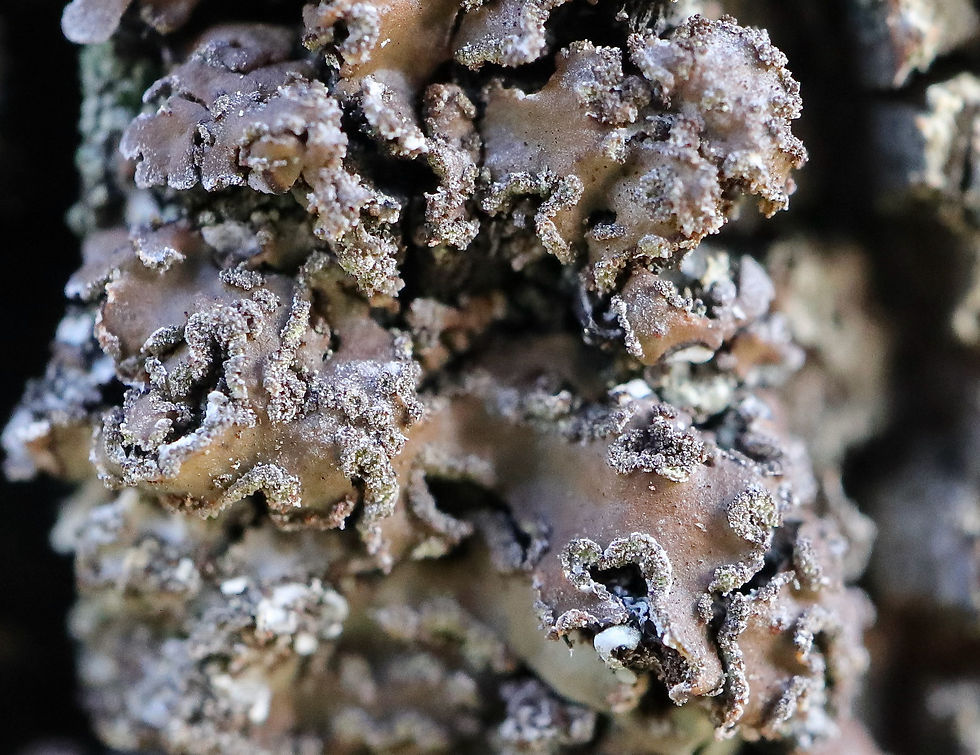 Physconia enteroxantha Quercus