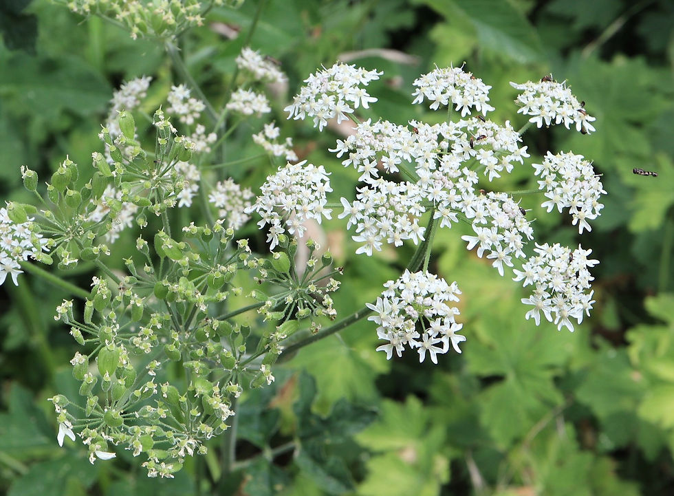 Heracleum sphondylium