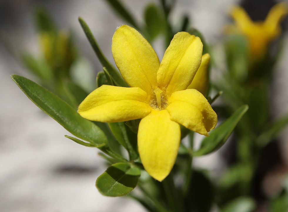 Jasminum fruticans