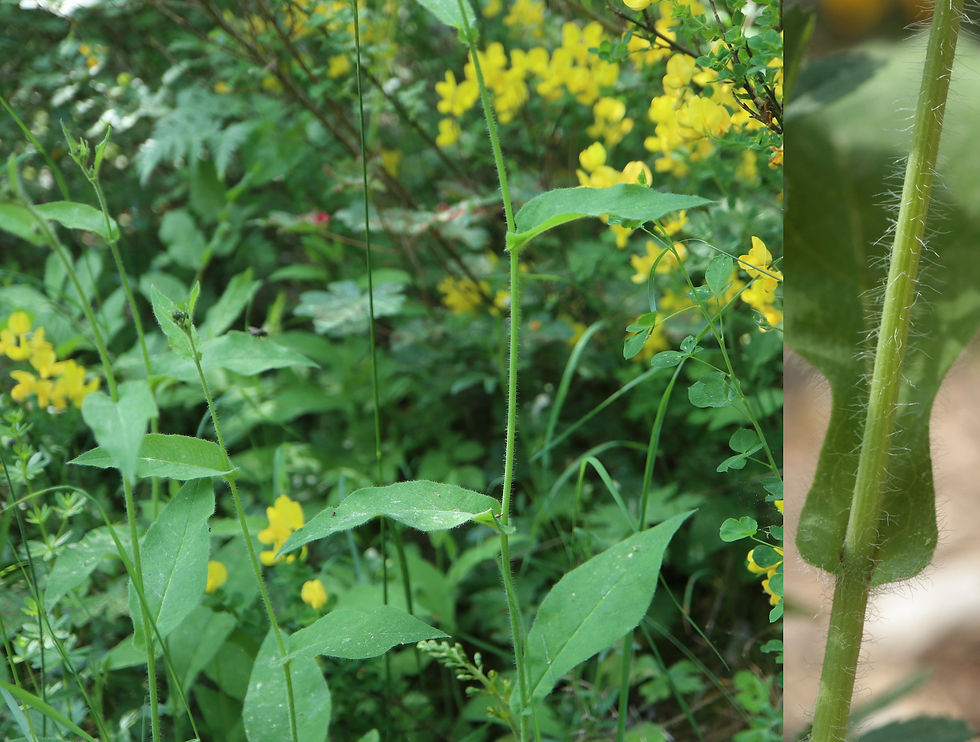 Hieracium prenanthoides