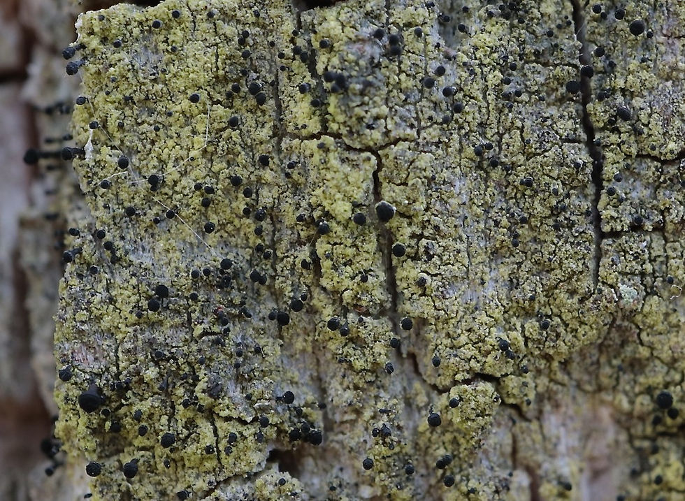Calicium viride lignicole Salix